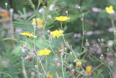 Tolpis succulenta, photographed by Edmundas Greimas