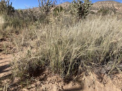 Scleropogon brevifolius, photographed by Cecelia Alexander