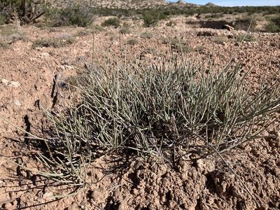 Ephedra torreyana, photographed by Cecelia Alexander