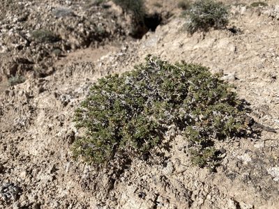 Tiquilia hispidissima, photographed by Cecelia Alexander