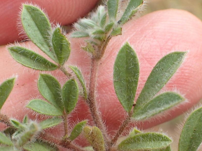 Leobordea divaricata, photographed by Nicola van Berkel