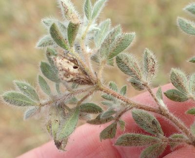 Leobordea divaricata, photographed by Nicola van Berkel