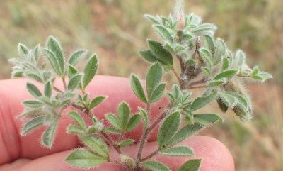 Leobordea divaricata, photographed by Nicola van Berkel