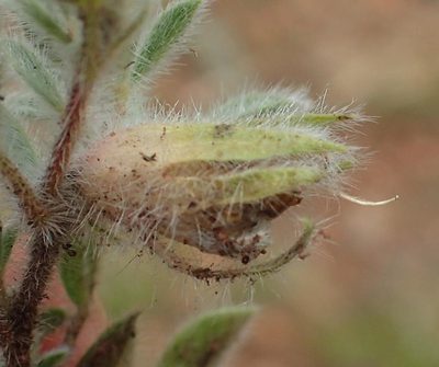 Leobordea divaricata, photographed by Nicola van Berkel