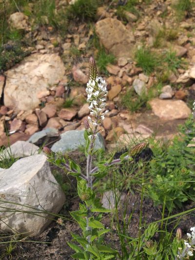 Hebenstretia lanceolata, photographed by Tim Kirsten