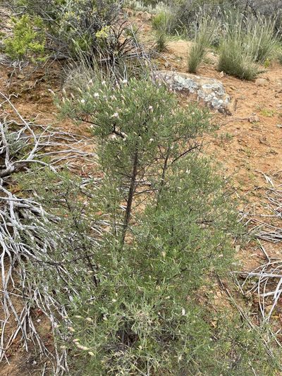 Pteronia leptospermoides, photographed by Matt Berger