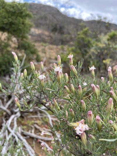 Pteronia leptospermoides, photographed by Matt Berger