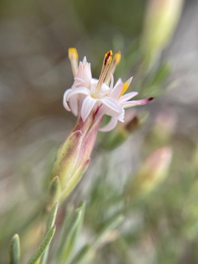 Pteronia leptospermoides, photographed by Matt Berger