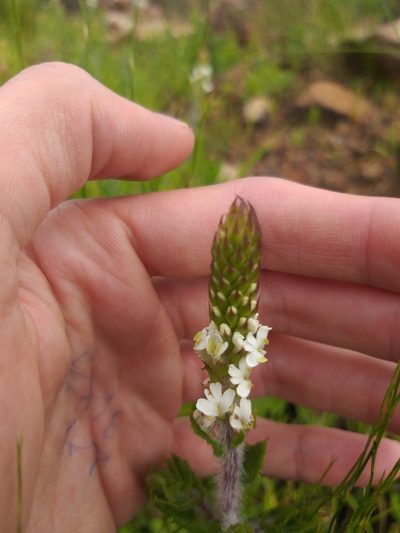 Hebenstretia lanceolata, photographed by Tim Kirsten