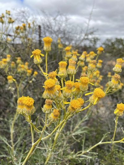 Senecio cinerascens, photographed by Matt Berger