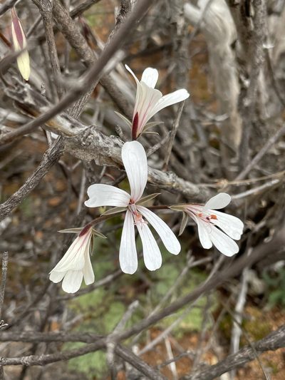 Pelargonium barklyi, photographed by Matt Berger