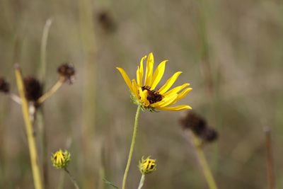 Helianthus angustifolius, photographed by Rich Sommer