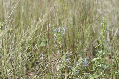 Salvia azurea, photographed by Rich Sommer