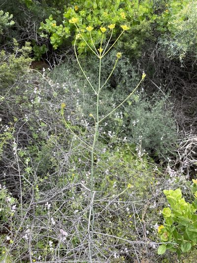 Annesorhiza altiscapa, photographed by Matt Berger
