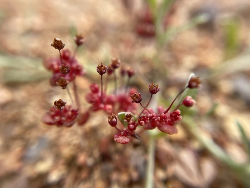 Crassula umbellata, photographed by Matt Berger