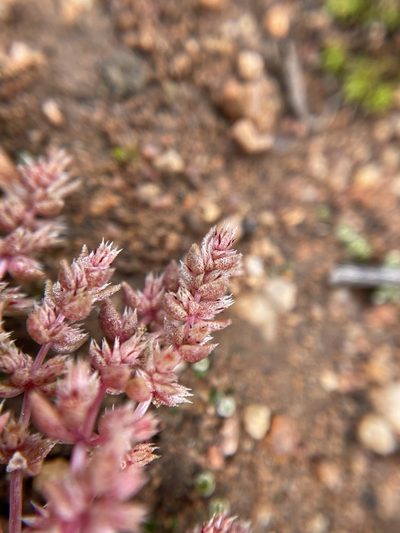 Crassula campestris, photographed by Matt Berger