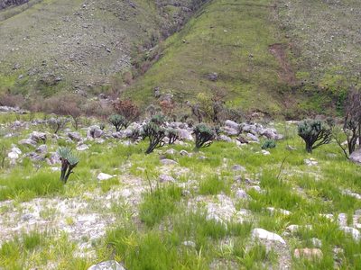 Kumara plicatilis, photographed by Tim Kirsten