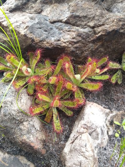 Drosera ericgreenii, photographed by Tim Kirsten