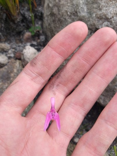 Disa obliqua, photographed by Tim Kirsten