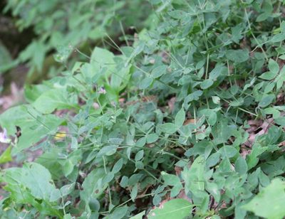 Lathyrus laxiflorus, photographed by Юрий Данилевский (Yuriy Danilevsky)