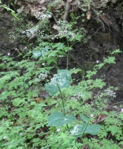 Pimpinella tripartita, photographed by Юрий Данилевский (Yuriy Danilevsky)