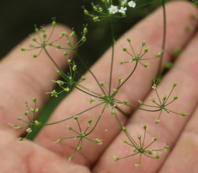 Pimpinella tripartita, photographed by Юрий Данилевский (Yuriy Danilevsky)
