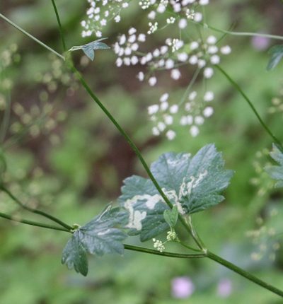 Pimpinella tripartita, photographed by Юрий Данилевский (Yuriy Danilevsky)