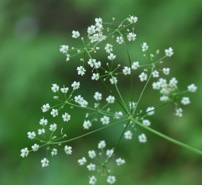 Pimpinella tripartita, photographed by Юрий Данилевский (Yuriy Danilevsky)