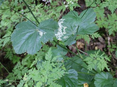 Pimpinella tripartita, photographed by Юрий Данилевский (Yuriy Danilevsky)