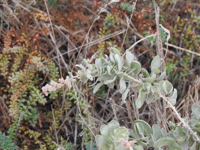 Atriplex halimus, photographed by Duarte Frade