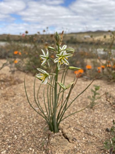 Coilonox polyphyllum, photographed by Matt Berger