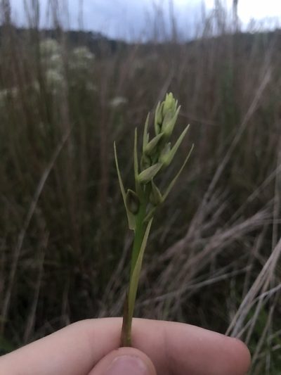 Eulophia ecristata, photographed by John Kees