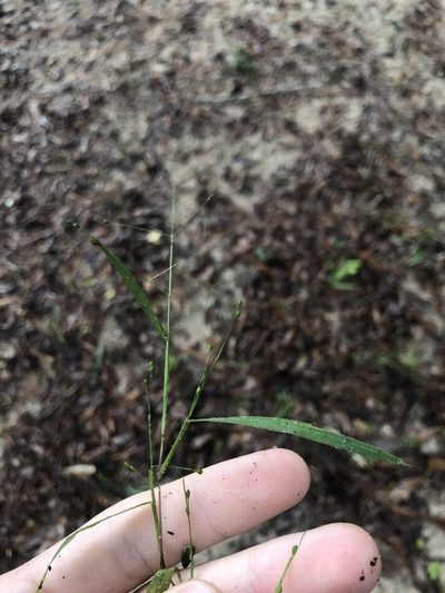 Kellochloa verrucosa, photographed by John Kees