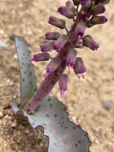 Lachenalia violacea, photographed by Matt Berger