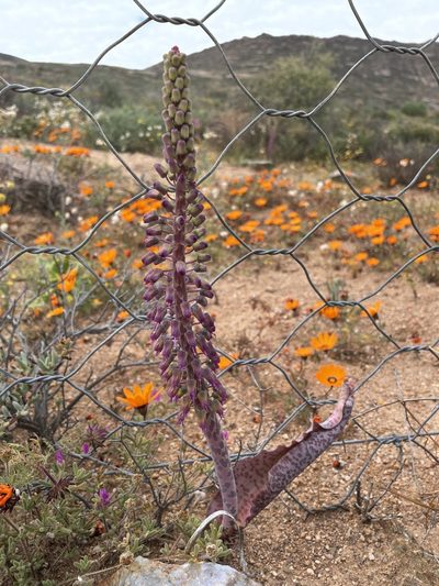 Lachenalia violacea, photographed by Matt Berger