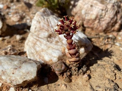 Crassula columnaris, photographed by Matt Berger