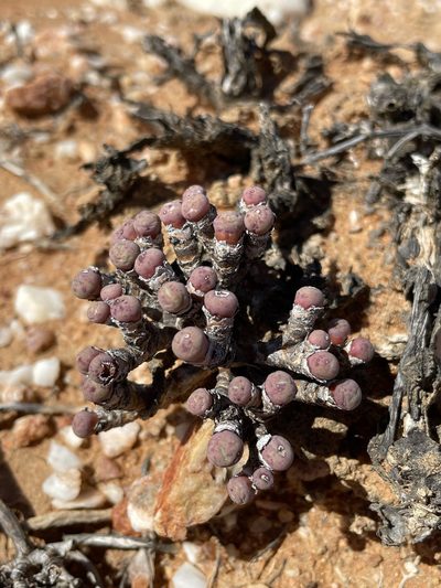 Conophytum minutum, photographed by Matt Berger