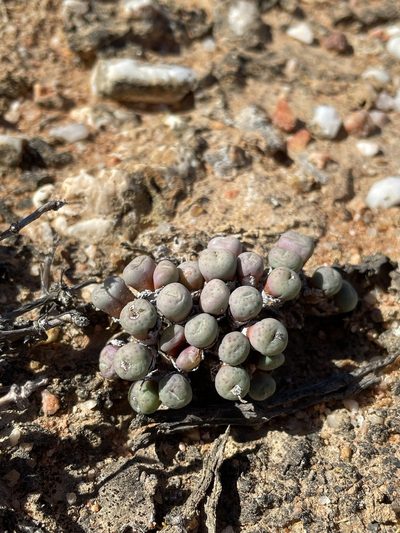 Conophytum minutum, photographed by Matt Berger