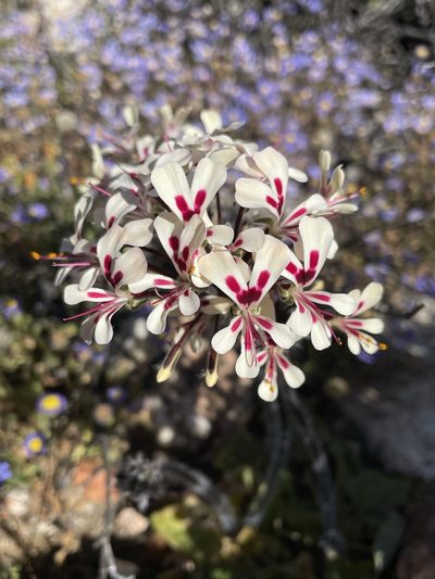 Pelargonium moniliforme, photographed by Matt Berger