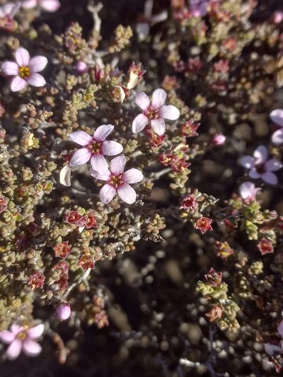 Acmadenia argillophila, photographed by Brian du Preez