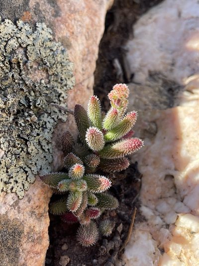 Crassula hirtipes, photographed by Matt Berger