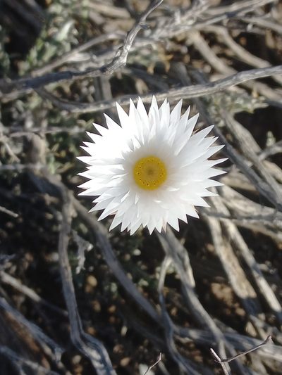 Helichrysum lancifolium, photographed by Brian du Preez