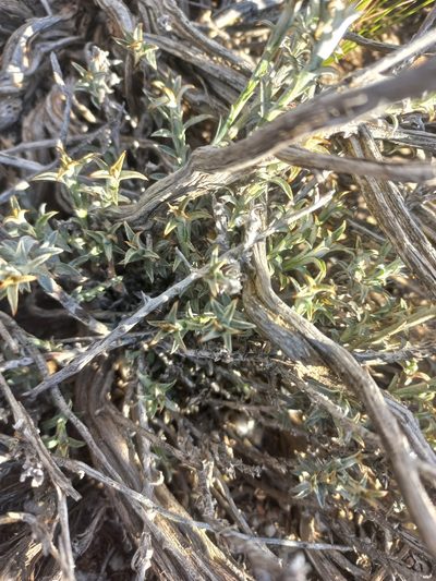 Helichrysum lancifolium, photographed by Brian du Preez