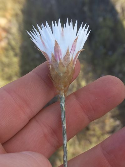 Helichrysum lancifolium, photographed by Brian du Preez
