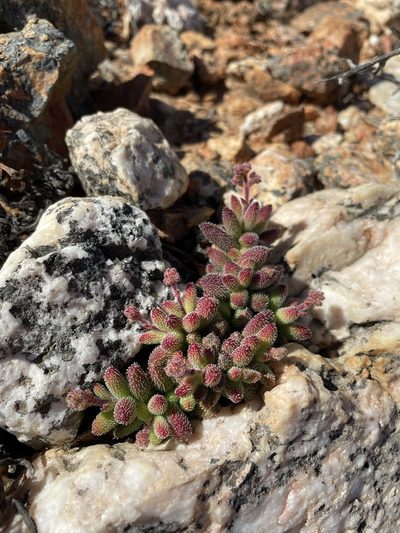 Crassula hirtipes, photographed by Matt Berger