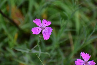 Dianthus chinensis, photographed by Михаил Малышев