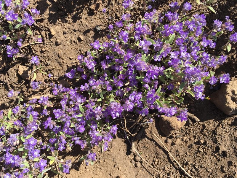 Phacelia humilis, photographed by Ryan Elliott