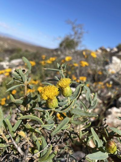 Pteronia glabrata, photographed by Matt Berger