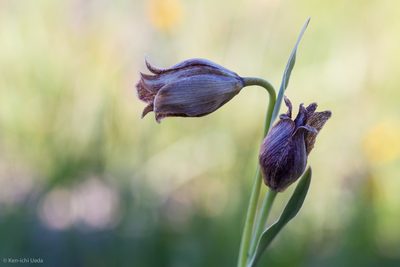 Fritillaria agrestis, photographed by Ken-ichi Ueda