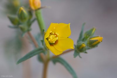 Mentzelia affinis